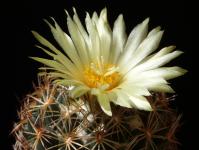 Thumbnail of 0763_Coryphantha retusa_20150701_01(1).JPG